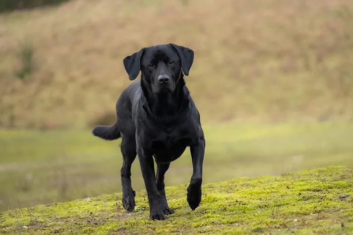 50 Times Wildlife Reminded Humans They’re Not Nearly As Tough As They Think