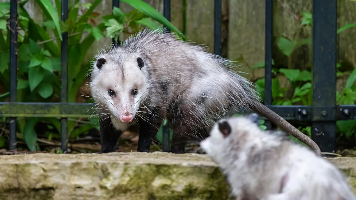 50 Times Wildlife Reminded Humans They’re Not Nearly As Tough As They Think