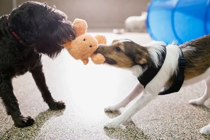 47 Pet Owners Share The Biggest Beef Their Animals Have Going On Right Now