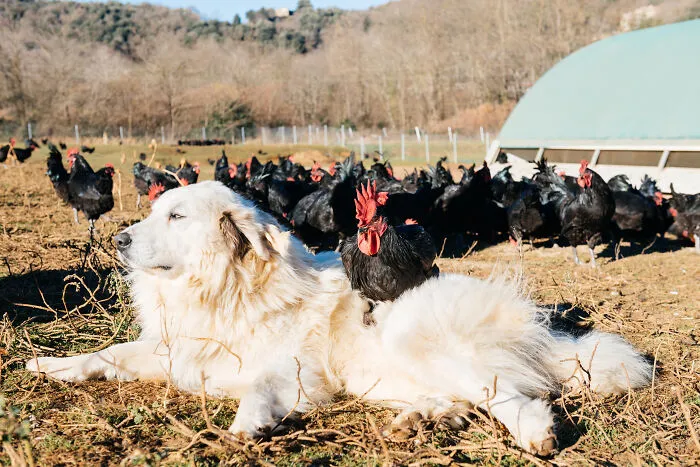 47 Pet Owners Share The Biggest Beef Their Animals Have Going On Right Now