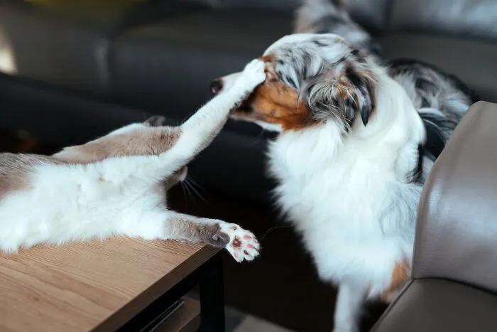 47 Pet Owners Share The Biggest Beef Their Animals Have Going On Right Now