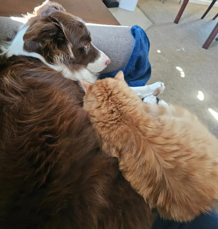 47 Pet Owners Share The Biggest Beef Their Animals Have Going On Right Now