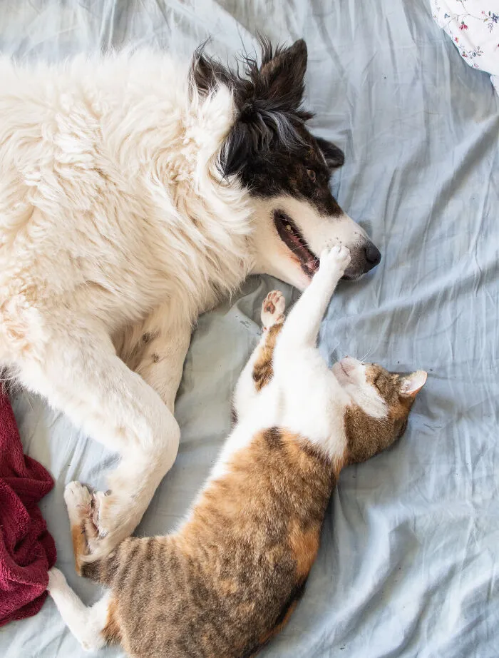 47 Pet Owners Share The Biggest Beef Their Animals Have Going On Right Now