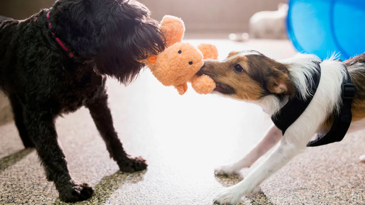 47 Pet Owners Share The Biggest Beef Their Animals Have Going On Right Now