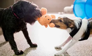 47 Pet Owners Share The Biggest Beef Their Animals Have Going On Right Now