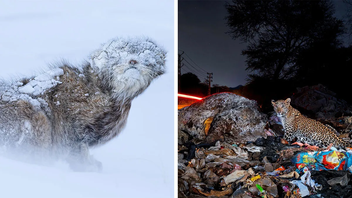 The 2025 Nature "inFocus" Photography Contest Has Just Announced Its Winners (40 Pics)