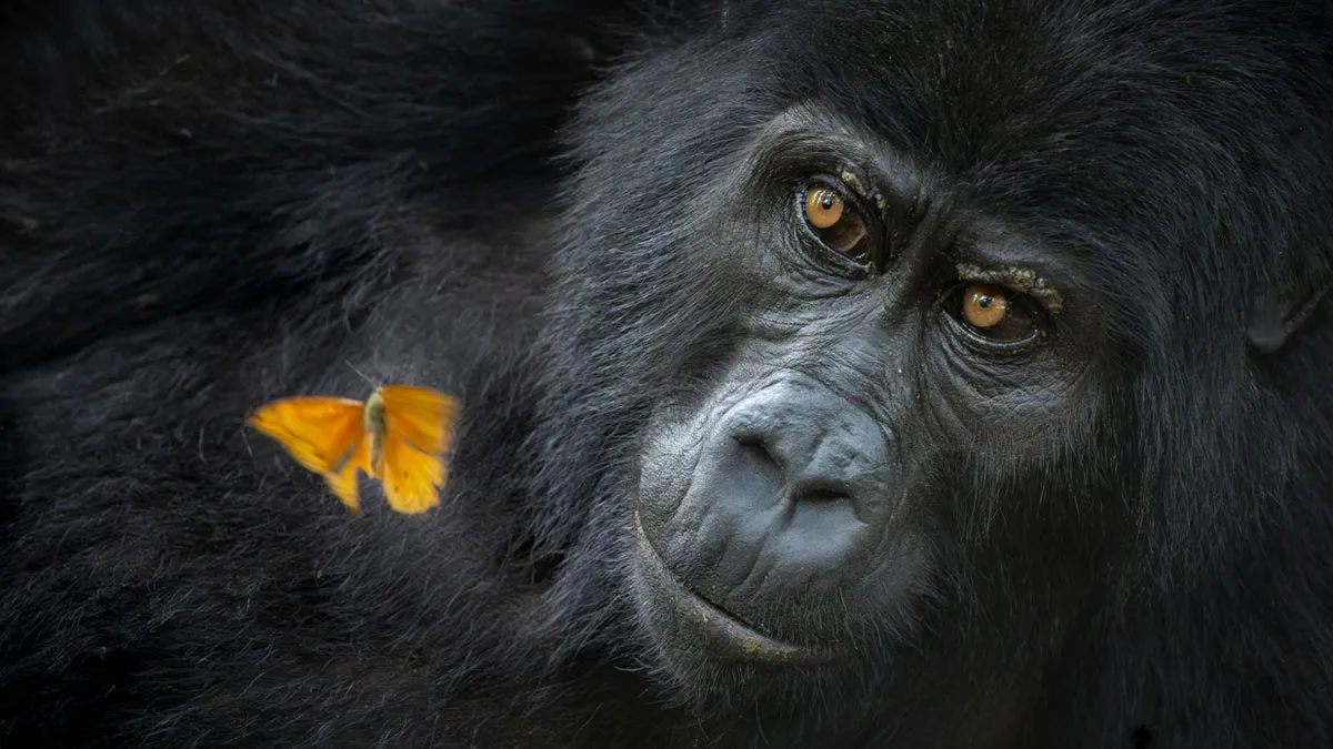 22 Impresionantes imágenes ganadoras del concurso Fotógrafo de Naturaleza del Año 2025