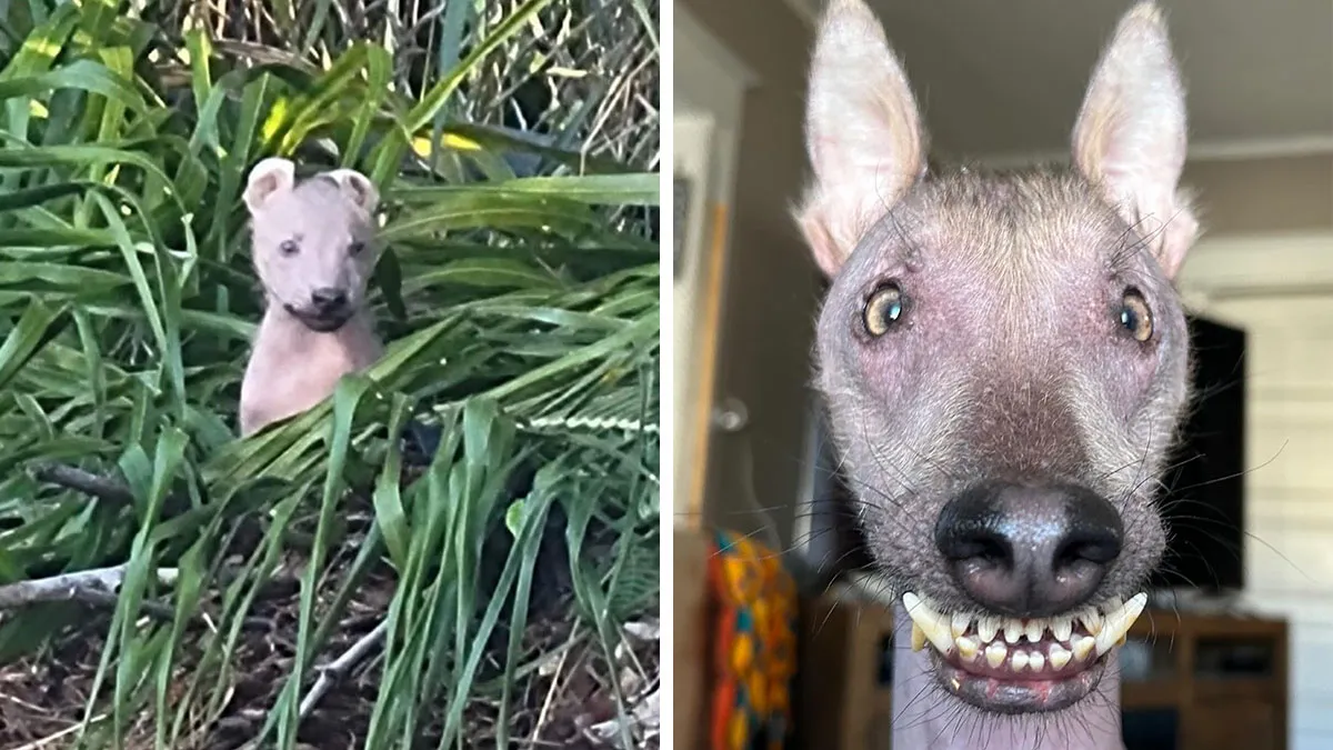 This Unique-Looking Stray Found In The Forests Of Puerto Rico Now Has A Loving Home In New York