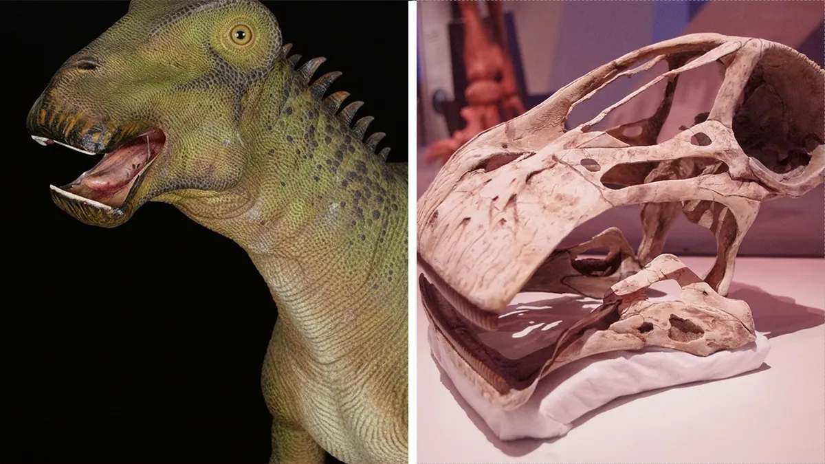 Nigersaurus Dinosaur Stuns Scientists With A Jaw That Contains 500 Teeth