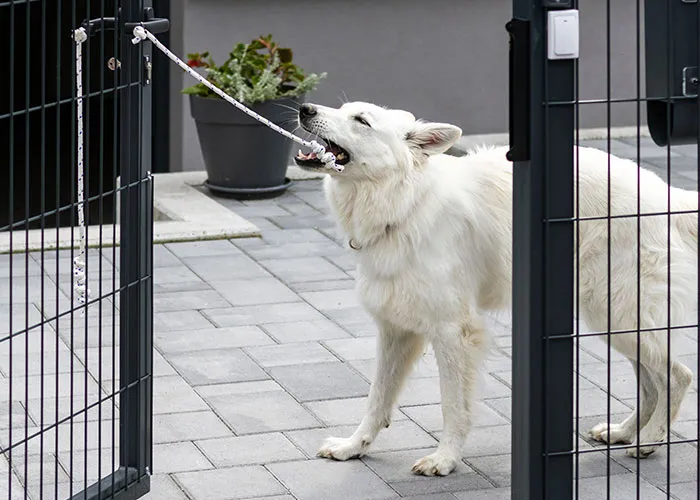 46 Pet Owners Who Suddenly Realized Their Pet Was Actually Quite Intelligent