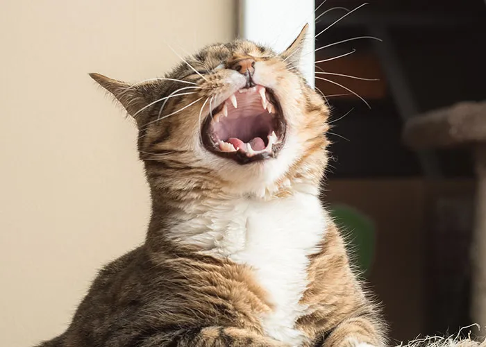 46 Pet Owners Who Suddenly Realized Their Pet Was Actually Quite Intelligent