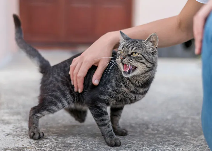 46 Pet Owners Who Suddenly Realized Their Pet Was Actually Quite Intelligent