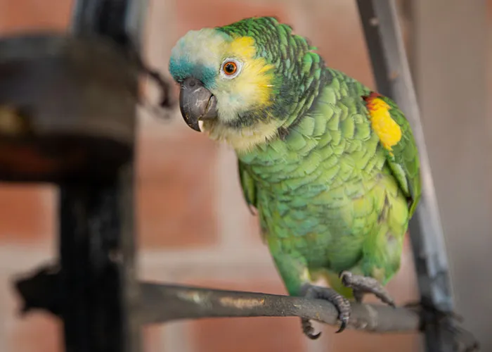 46 Pet Owners Who Suddenly Realized Their Pet Was Actually Quite Intelligent