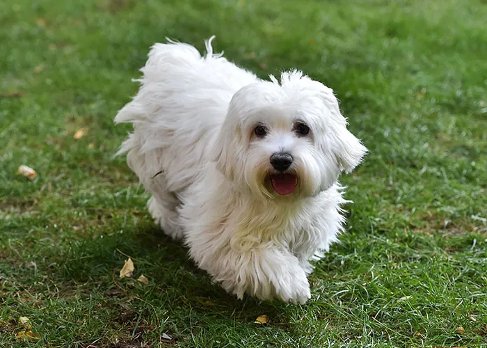 46 Pet Owners Who Suddenly Realized Their Pet Was Actually Quite Intelligent
