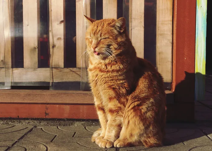 46 Pet Owners Who Suddenly Realized Their Pet Was Actually Quite Intelligent