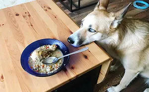 46 Pet Owners Who Suddenly Realized Their Pet Was Actually Quite Intelligent