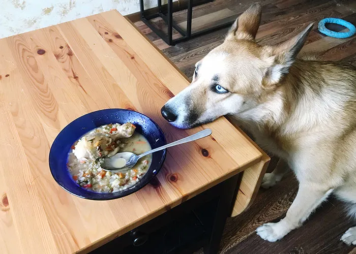 46 Pet Owners Who Suddenly Realized Their Pet Was Actually Quite Intelligent