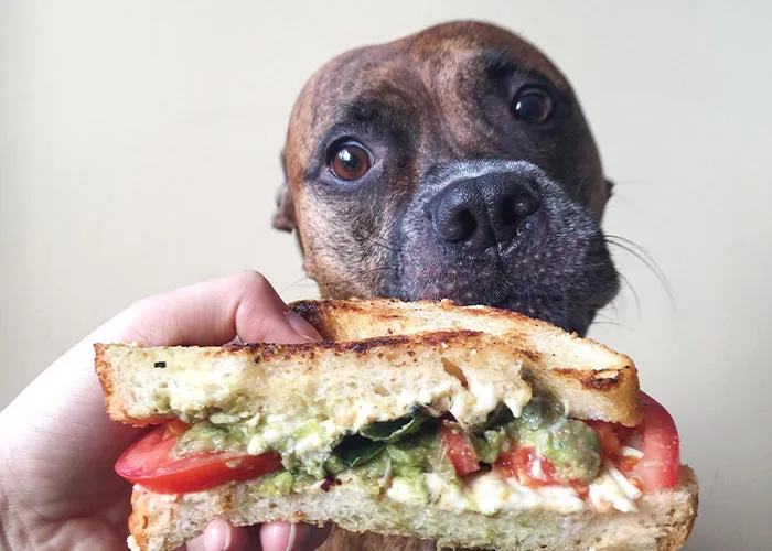 46 Pet Owners Who Suddenly Realized Their Pet Was Actually Quite Intelligent