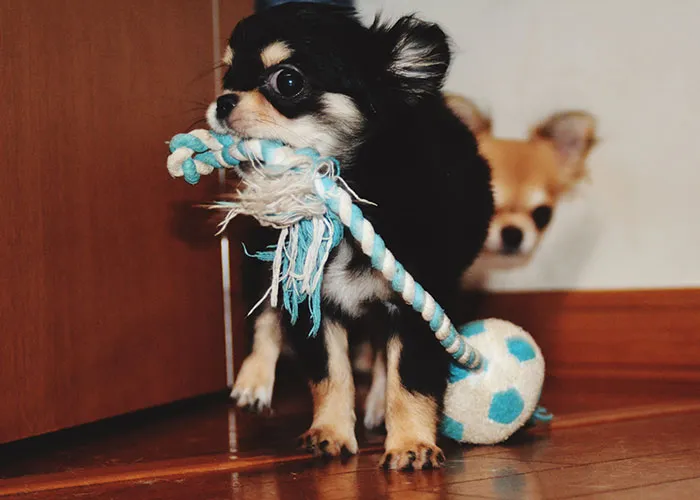 46 Pet Owners Who Suddenly Realized Their Pet Was Actually Quite Intelligent