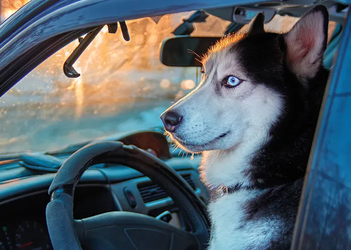 46 Pet Owners Who Suddenly Realized Their Pet Was Actually Quite Intelligent