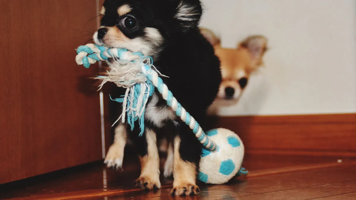 46 Pet Owners Who Suddenly Realized Their Pet Was Actually Quite Intelligent