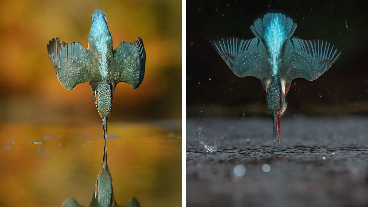 Photographer Takes 720,000 Photos To Capture A Kingfisher Dive, And 10 Years Later, Does It In Minutes