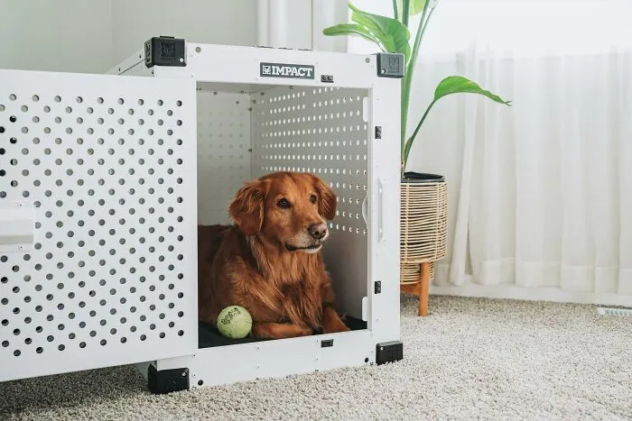 47 Pet Owners Share The Biggest Beef Their Animals Have Going On Right Now