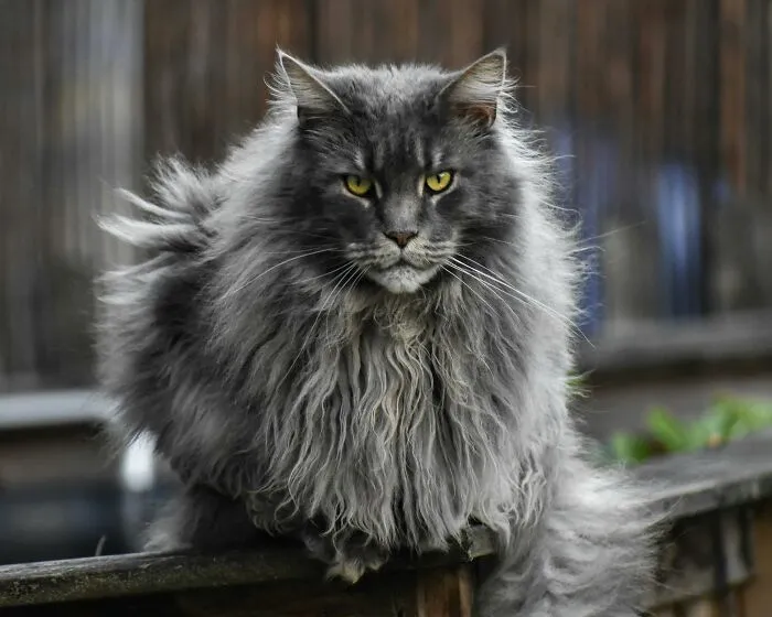 47 Pet Owners Share The Biggest Beef Their Animals Have Going On Right Now