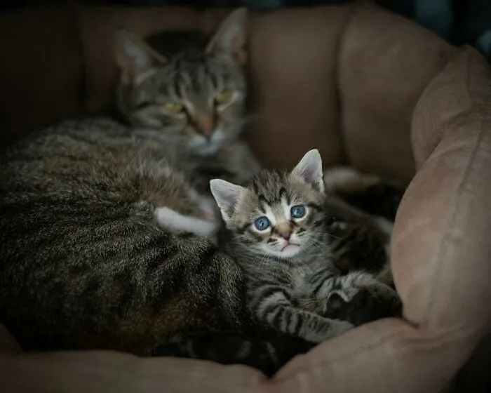 47 Pet Owners Share The Biggest Beef Their Animals Have Going On Right Now