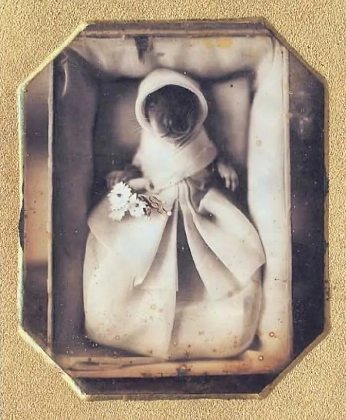 A Circa 1845-1846 Daguerreotype Memorial Portrait Of A Pet Squirrel.  Collection Of The Nelson-Atkins Museum