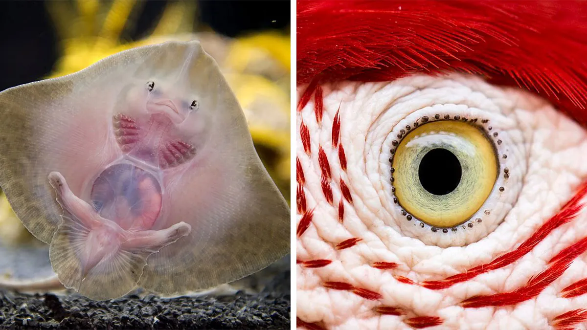 47 Incredible Moments From The Wild Captured By The Wikimedia Commons Community (New Pics)