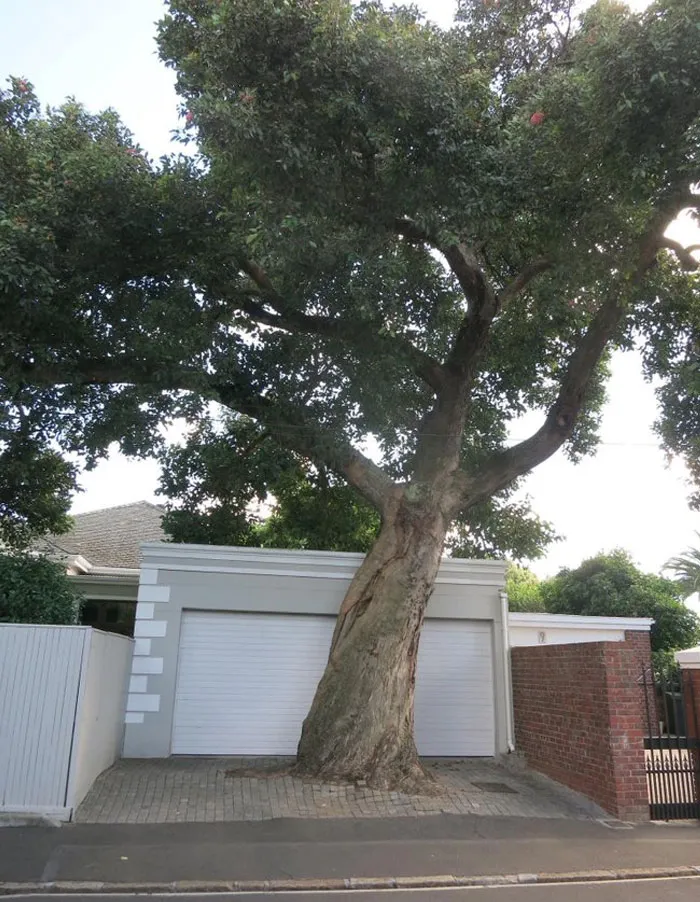 Ese árbol lleva ahí mucho más tiempo que el garaje