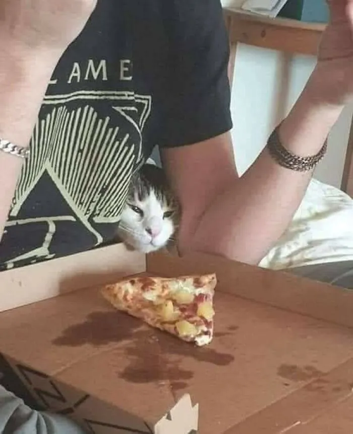 40 Pictures Of Animals Who Woke Up And Chose Nonsense