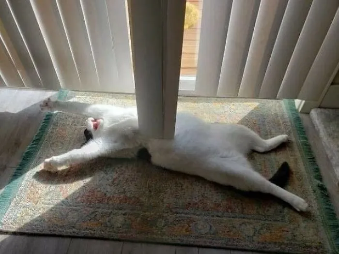 40 Pictures Of Animals Who Woke Up And Chose Nonsense