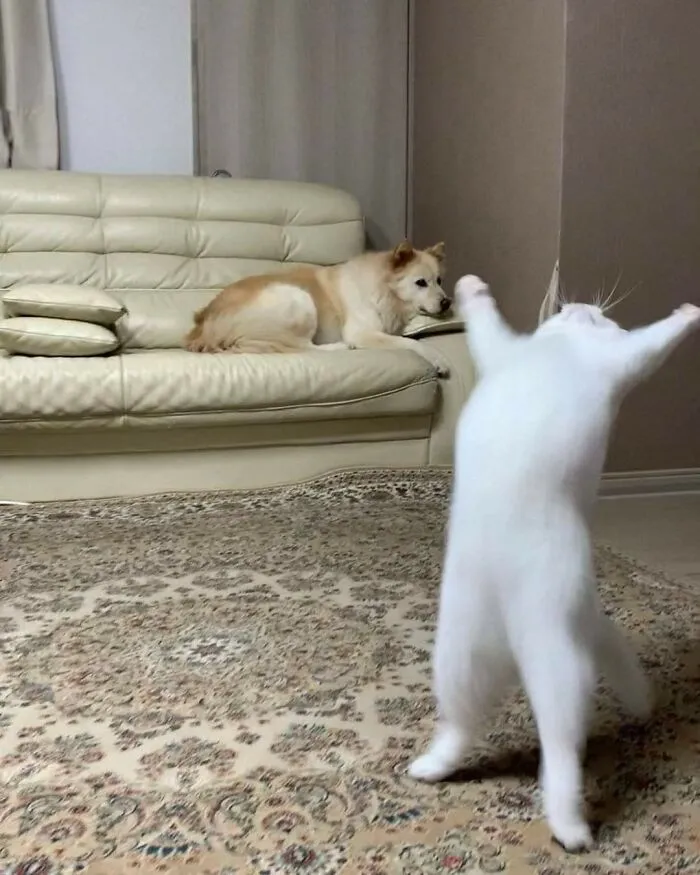 40 Pictures Of Animals Who Woke Up And Chose Nonsense