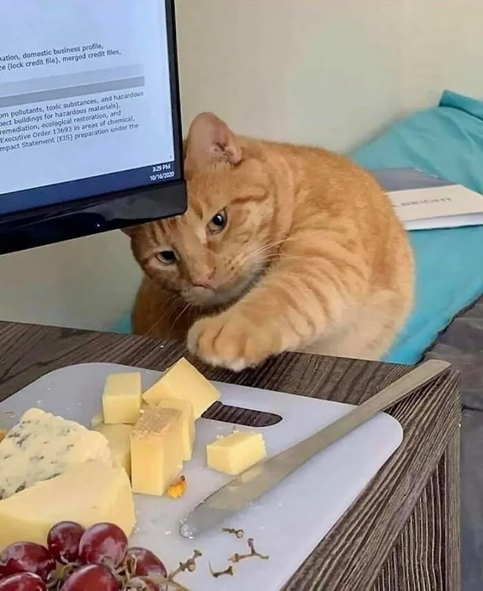 40 Pictures Of Animals Who Woke Up And Chose Nonsense