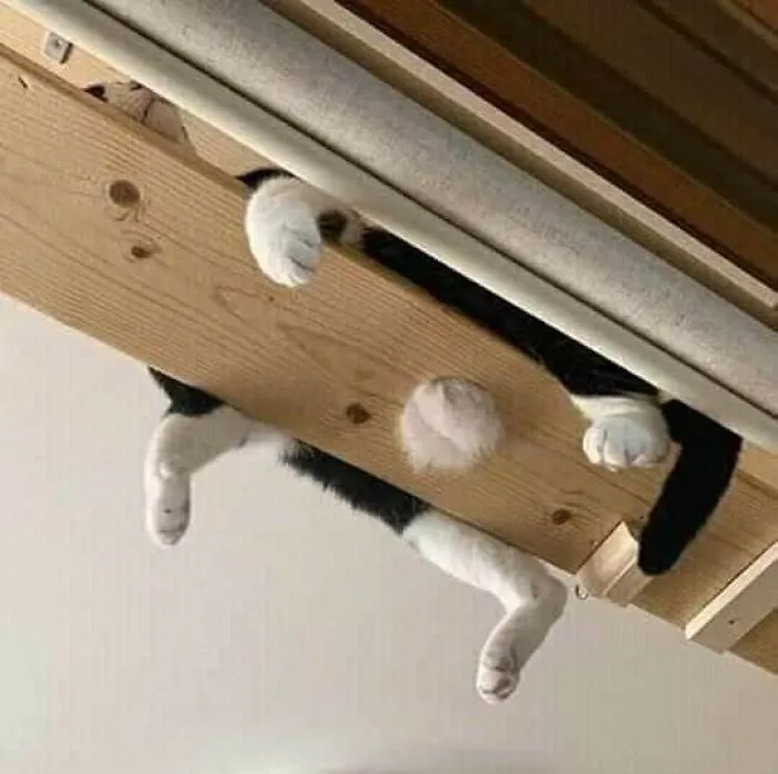 40 Pictures Of Animals Who Woke Up And Chose Nonsense