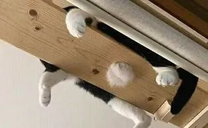 40 Pictures Of Animals Who Woke Up And Chose Nonsense