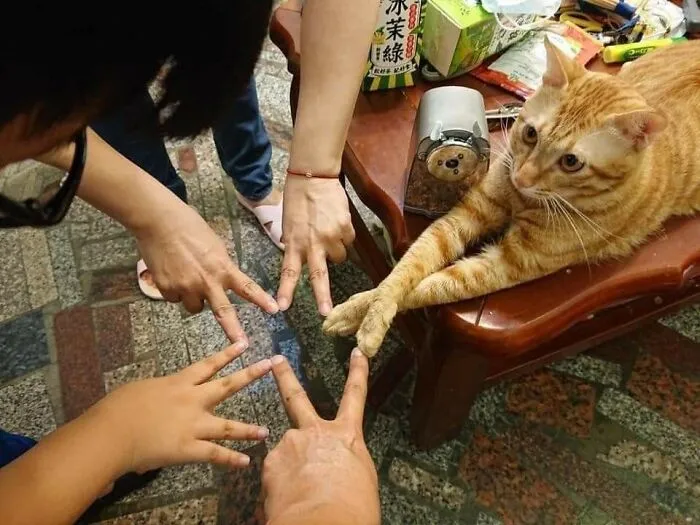 40 Pictures Of Animals Who Woke Up And Chose Nonsense