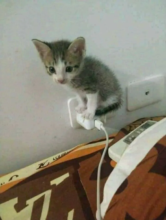 40 Pictures Of Animals Who Woke Up And Chose Nonsense