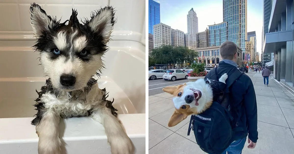 20 Personas que pidieron una valoración de sus perros y recibieron respuestas buenísimas