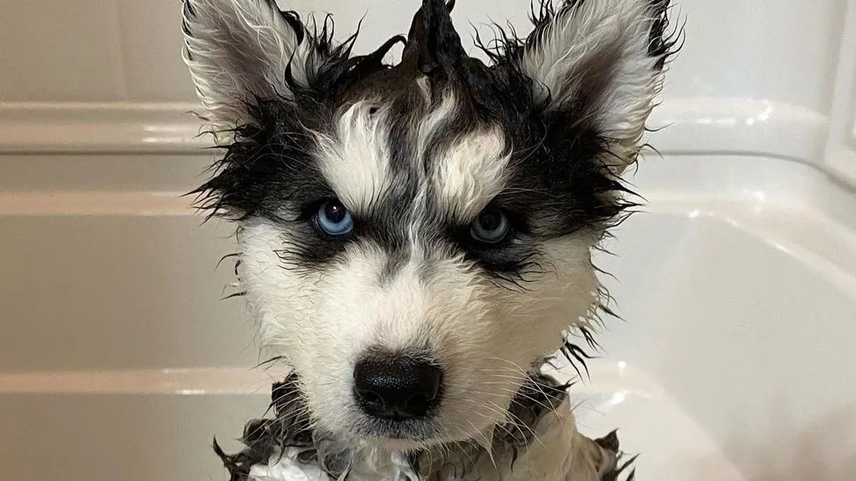 50 Dogs That Were So Adorable Even ‘We Rate Dogs’ Had To Break The Scale (New Pics)
