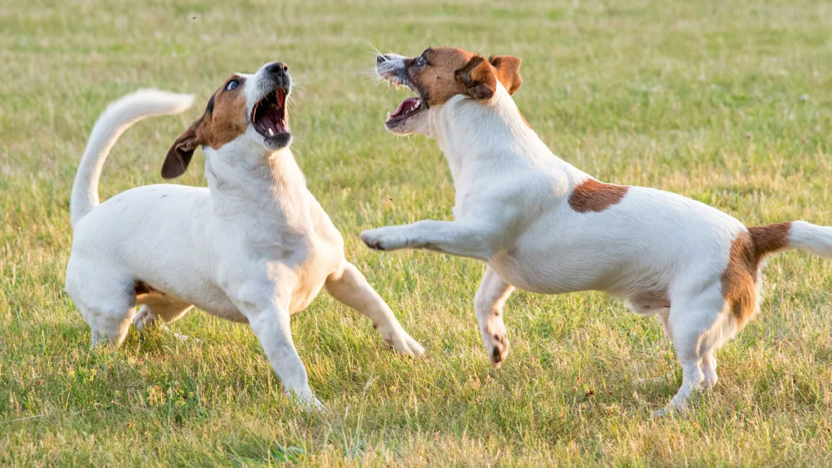 Neighbors Ignore Woman's Pleas To Control Their Barking Dogs, Regret It When She Goes To Landlord