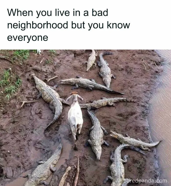 49 Memes That Are So Relatable They’re Actually Offensive (New Pics)