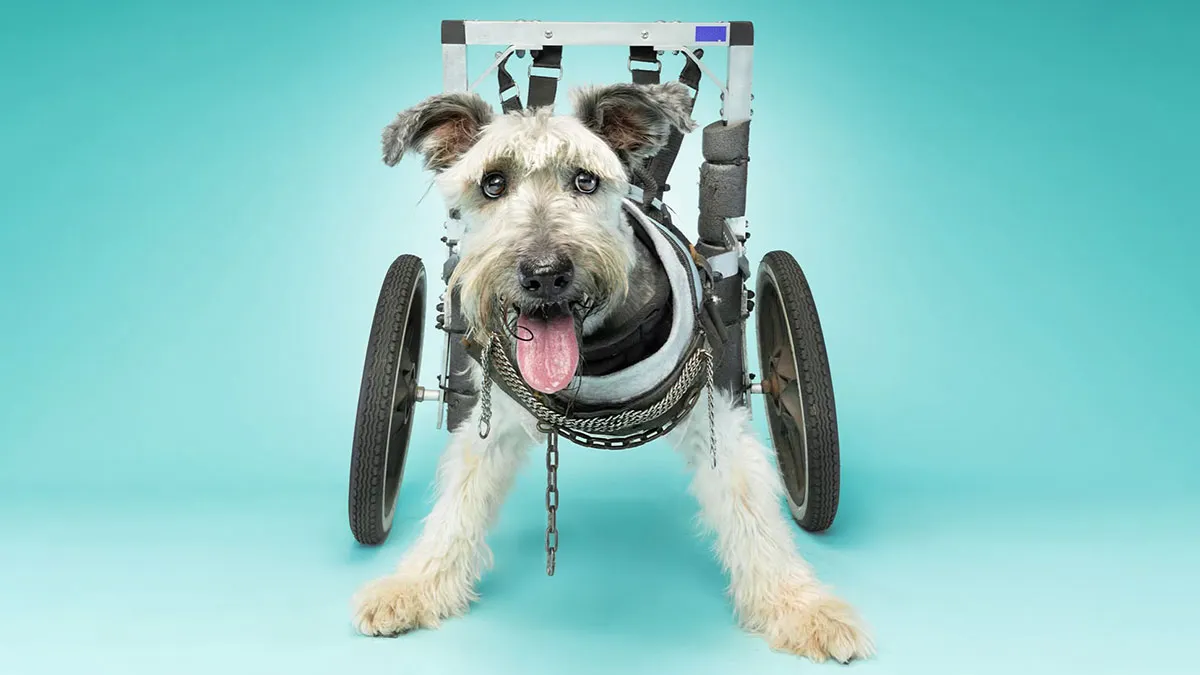 30 Stunning Photos That Show Dogs With Disabilities Are Full Of Life