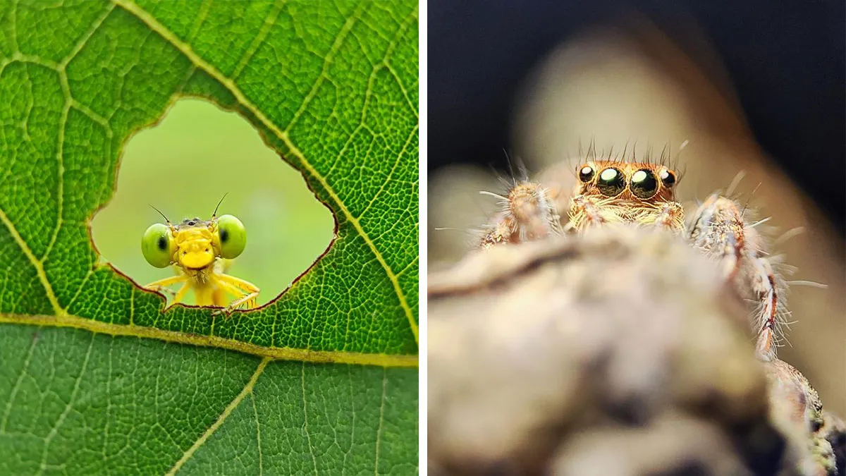 50 Stunning Macro Photos By Aditya Bhat Reveal The Extraordinary World Of Tiny Creatures