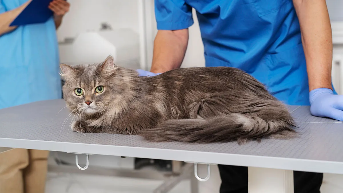 Teen Cuts Off Parents After They Drain Their $3K College Fund To Pay For Cat's Vet Bills
