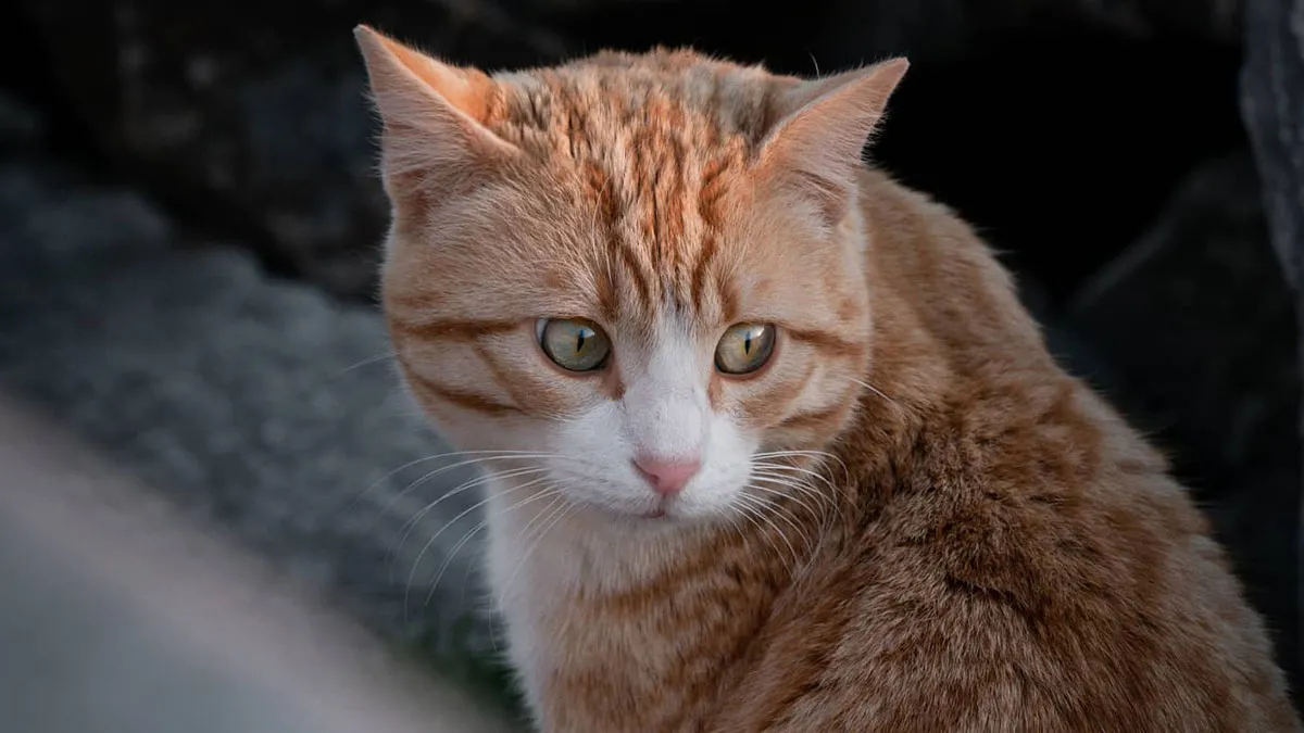 19 Street Cats Caught In Their Perfect Moments