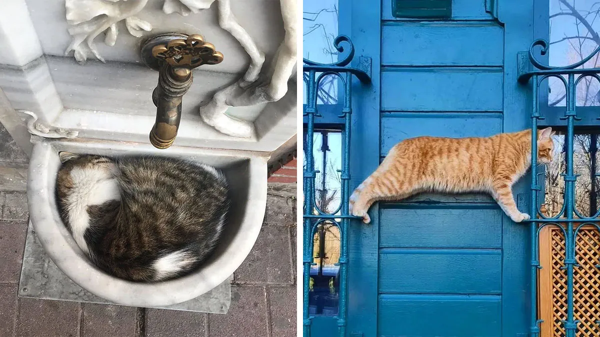 50 Pics Of Istanbul’s Most Charming Felines, Shared By This Online Community