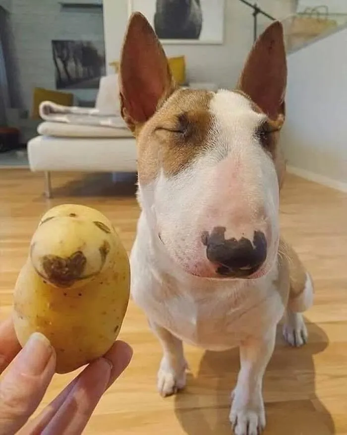 50 Posts From “Stupid Food Memes For Stupid People” That Might Make You Lose Faith In Humanity
